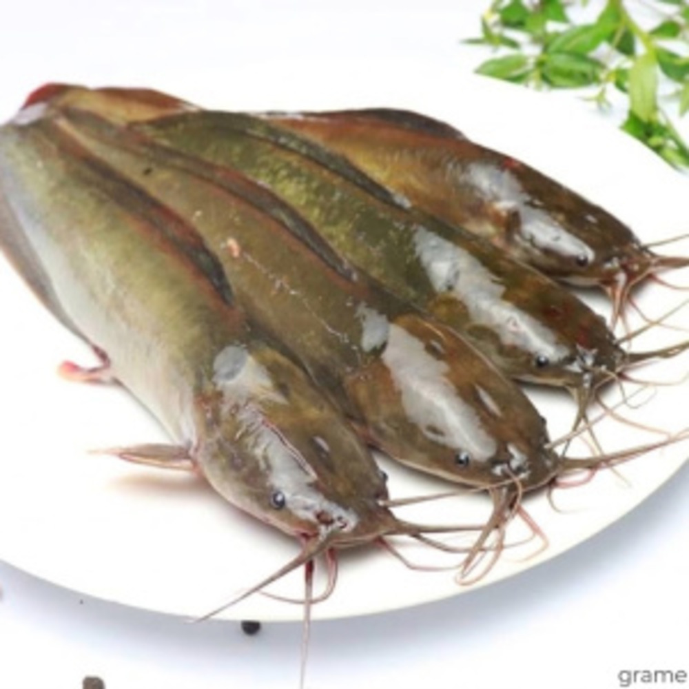 দেশী মাগুর মাছ(Fresh Deshi Magur Fish) - ১ কেজি